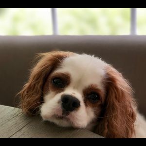 Meet your Posher, Anne